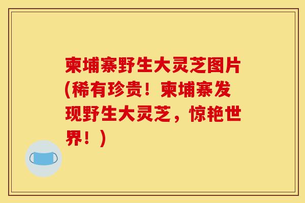 柬埔寨野生大灵芝图片(稀有珍贵！柬埔寨发现野生大灵芝，惊艳世界！)