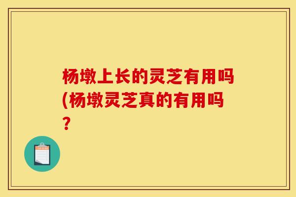 杨墩上长的灵芝有用吗(杨墩灵芝真的有用吗？