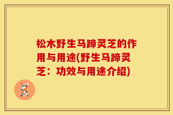 松木野生马蹄灵芝的作用与用途(野生马蹄灵芝：功效与用途介绍)
